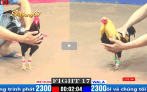 TRẬN 17 CPC1 31 3 2025 ANH SƠN BẾN TRE vs ANH DANH