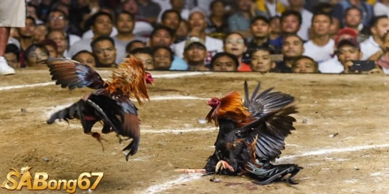 Những thông tin bạn cần quan tâm khi xem lịch đá gà SABONG67